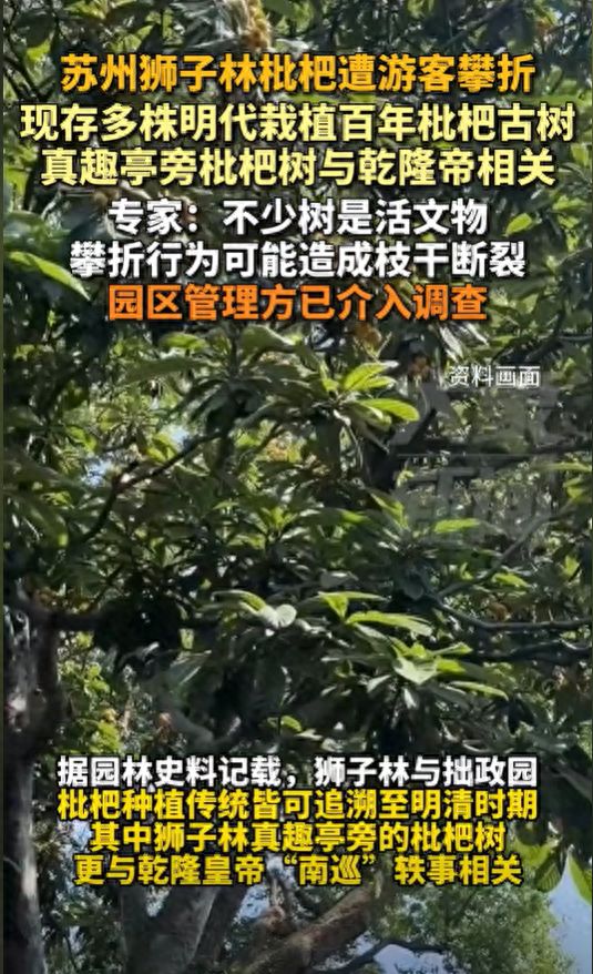 株明代栽植百年枇杷古树专家：园区管理方已介入调查麻将胡了2模拟器苏州狮子林枇杷遭